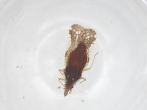  ( - CBG-B09979-B12)  @11 [ ] CreativeCommons - Attribution Share - Alike (2025) Centre for Biodiversity Genomics Centre for Biodiversity Genomics