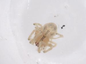  ( - CBG-B10141-B07)  @11 [ ] CreativeCommons - Attribution Share - Alike (2025) Centre for Biodiversity Genomics Centre for Biodiversity Genomics