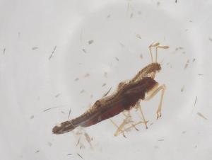  (Corythaica carinata - CBG-B10243-B02)  @11 [ ] CreativeCommons - Attribution Share - Alike (2025) Centre for Biodiversity Genomics Centre for Biodiversity Genomics