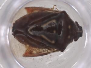  ( - CBG-B10245-B07)  @11 [ ] CreativeCommons - Attribution Share - Alike (2025) Centre for Biodiversity Genomics Centre for Biodiversity Genomics