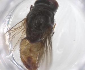  ( - CBG-B10247-E01)  @11 [ ] CreativeCommons - Attribution Share - Alike (2025) Centre for Biodiversity Genomics Centre for Biodiversity Genomics