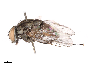 ( - CBG-B10288-A04)  @11 [ ] CreativeCommons - Attribution Share - Alike (2025) CBG Photography Group Centre for Biodiversity Genomics