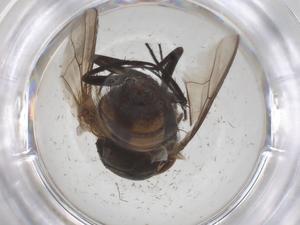  ( - CBG-B10308-C12)  @11 [ ] CreativeCommons - Attribution Share - Alike (2025) Centre for Biodiversity Genomics Centre for Biodiversity Genomics