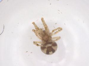  ( - CBG-B10316-E02)  @11 [ ] CreativeCommons - Attribution Share - Alike (2025) Centre for Biodiversity Genomics Centre for Biodiversity Genomics