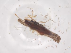  ( - CBG-B10570-C04)  @11 [ ] CreativeCommons - Attribution Share - Alike (2025) Centre for Biodiversity Genomics Centre for Biodiversity Genomics