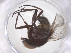  ( - CBG-B10740-A01)  @11 [ ] CreativeCommons - Attribution Share - Alike (2025) Centre for Biodiversity Genomics Centre for Biodiversity Genomics