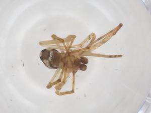  ( - CBG-B11127-B08)  @11 [ ] CreativeCommons - Attribution Share - Alike (2025) Centre for Biodiversity Genomics Centre for Biodiversity Genomics