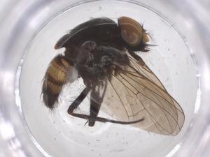  ( - CBG-B11149-B01)  @11 [ ] CreativeCommons - Attribution Share - Alike (2025) Centre for Biodiversity Genomics Centre for Biodiversity Genomics