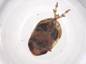  ( - CBG-B16081-E01)  @11 [ ] CreativeCommons - Attribution Share - Alike (2025) Centre for Biodiversity Genomics Centre for Biodiversity Genomics