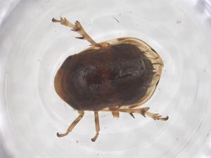  ( - CBG-B16329-H02)  @11 [ ] CreativeCommons - Attribution Share - Alike (2025) Centre for Biodiversity Genomics Centre for Biodiversity Genomics