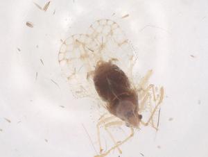  ( - CBG-B17733-B11)  @11 [ ] CreativeCommons - Attribution Share - Alike (2025) Centre for Biodiversity Genomics Centre for Biodiversity Genomics