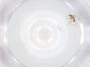  ( - CBG-B17773-B07)  @11 [ ] CreativeCommons - Attribution Share - Alike (2025) Centre for Biodiversity Genomics Centre for Biodiversity Genomics