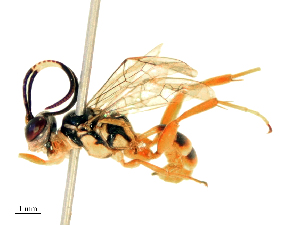  ( - CBG-B19314-G04)  @11 [ ] CreativeCommons - Attribution Share - Alike (2025) CBG Photography Group Centre for Biodiversity Genomics