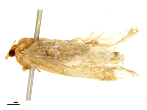  ( - CBG-B19314-H01)  @11 [ ] CreativeCommons - Attribution Share - Alike (2025) CBG Photography Group Centre for Biodiversity Genomics