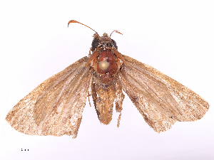  ( - CBG-B19320-C05)  @11 [ ] CreativeCommons - Attribution Share - Alike (2025) CBG Photography Group Centre for Biodiversity Genomics