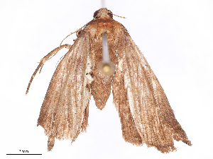  ( - CBG-B19321-A06)  @11 [ ] CreativeCommons - Attribution Share - Alike (2025) CBG Photography Group Centre for Biodiversity Genomics