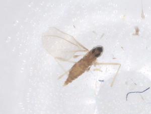  ( - CBG-B19355-D04)  @11 [ ] CreativeCommons - Attribution Share - Alike (2025) Centre for Biodiversity Genomics Centre for Biodiversity Genomics