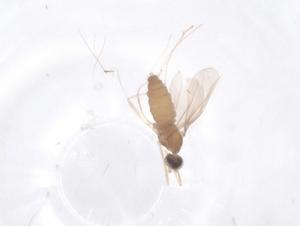  ( - CBG-B19414-G01)  @11 [ ] CreativeCommons - Attribution Share - Alike (2025) Centre for Biodiversity Genomics Centre for Biodiversity Genomics