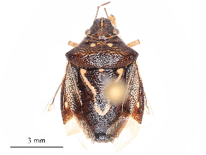  ( - CBG-B19494-E07)  @11 [ ] CreativeCommons - Attribution Share - Alike (2025) CBG Photography Group Centre for Biodiversity Genomics
