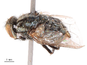  ( - CBG-B19596-E12)  @11 [ ] CreativeCommons - Attribution Share - Alike (2025) CBG Photography Group Centre for Biodiversity Genomics