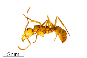  ( - CCDB21349_C01)  @12 [ ] CreativeCommons - Attribution (2014) Unspecified ECOSUR