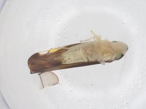  ( - CBG-B03666-F10)  @11 [ ] CreativeCommons - Attribution Share - Alike (2025) Centre for Biodiversity Genomics Centre for Biodiversity Genomics