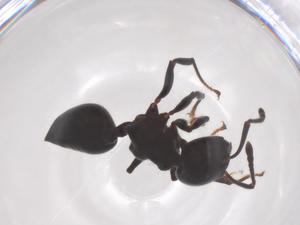  (Crematogaster sewardi - CBG-B10383-C05)  @11 [ ] CreativeCommons - Attribution Share - Alike (2025) Centre for Biodiversity Genomics Centre for Biodiversity Genomics