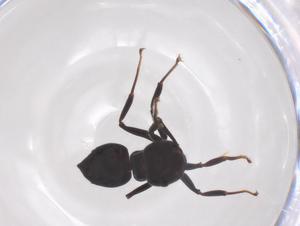  ( - CBG-B10383-C07)  @11 [ ] CreativeCommons - Attribution Share - Alike (2025) Centre for Biodiversity Genomics Centre for Biodiversity Genomics