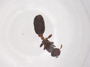  (Rhopalomastix johorensis - CBG-B17770-A08)  @11 [ ] CreativeCommons - Attribution Share - Alike (2025) Centre for Biodiversity Genomics Centre for Biodiversity Genomics