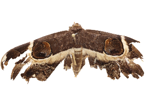  ( - CBG-B19431-F06)  @11 [ ] CreativeCommons - Attribution Share - Alike (2025) CBG Photography Group Centre for Biodiversity Genomics