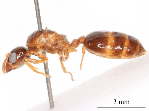  (Crematogaster borneensis - CBG-B19509-F08)  @11 [ ] CreativeCommons - Attribution Share - Alike (2025) CBG Photography Group Centre for Biodiversity Genomics