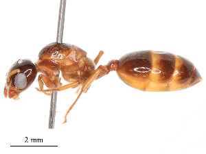  ( - CBG-B19510-F11)  @11 [ ] CreativeCommons - Attribution Share - Alike (2025) CBG Photography Group Centre for Biodiversity Genomics