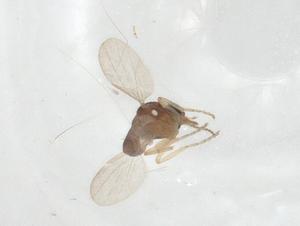  (Ceratopogonidae_incertae_sedis - CBG-A12579-C10)  @11 [ ] CreativeCommons - Attribution Share - Alike (2023) Centre for Biodiversity Genomics Centre for Biodiversity Genomics