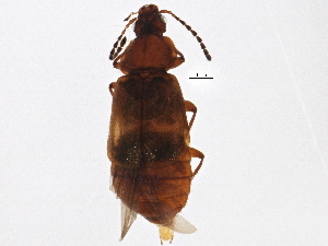  ( - BIOUG03051-C08)  @13 [ ] CreativeCommons - Attribution (2013) CBG Photography Group Centre for Biodiversity Genomics