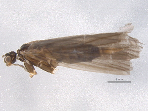  (Wormaldia anilla - BIOUG02786-B08)  @14 [ ] CreativeCommons - Attribution (2012) CBG Photography Group Centre for Biodiversity Genomics
