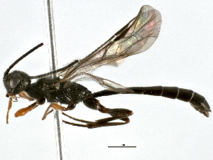  (Aplomerus - BIOUG03077-G04)  @14 [ ] CreativeCommons - Attribution (2013) CBG Photography Group Centre for Biodiversity Genomics