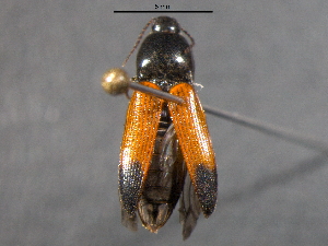  (Ampedus dimidiatus - BIOUG03090-D03)  @14 [ ] CreativeCommons - Attribution (2012) CBG Photography Group Centre for Biodiversity Genomics