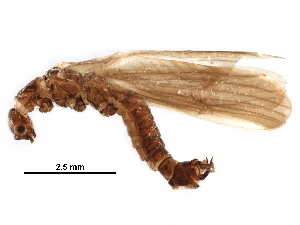  ( - BIOUG06945-E05)  @13 [ ] CreativeCommons - Attribution (2017) CBG Photography Group Centre for Biodiversity Genomics
