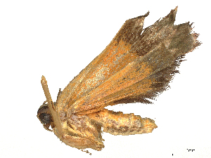  ( - BIOUG30694-H03)  @11 [ ] CreativeCommons - Attribution Share Alike (2024) CBG Photography Group Centre for Biodiversity Genomics