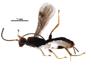  (Mesocentrus - BIOUG30725-C09)  @14 [ ] CreativeCommons - Attribution (2017) CBG Photography Group Centre for Biodiversity Genomics