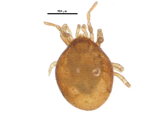  (Gamasiphis sp. JCS03 - BIOUG30731-F02)  @11 [ ] CreativeCommons - Attribution (2017) CBG Photography Group Centre for Biodiversity Genomics