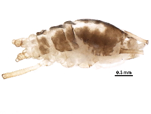  (Neomyzus - BIOUG27660-A07)  @13 [ ] CreativeCommons - Attribution (2016) CBG Photography Group Centre for Biodiversity Genomics