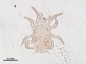  (Neoseiulella novaezealandiae - BIOUG39432-A06)  @11 [ ] CreativeCommons - Attribution (2019) CBG Photography Group Centre for Biodiversity Genomics