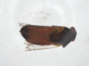  (Ausejanus albisignatus - CBG-A15383-F06)  @11 [ ] CreativeCommons - Attribution Share - Alike (2023) Centre for Biodiversity Genomics Centre for Biodiversity Genomics