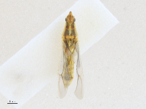  ( - CBG-A16701-G04)  @11 [ ] CreativeCommons - Attribution Share - Alike (2023) CBG Photography Group Centre for Biodiversity Genomics