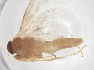  ( - CBG-B10301-A10)  @11 [ ] CreativeCommons - Attribution Share - Alike (2025) Centre for Biodiversity Genomics Centre for Biodiversity Genomics