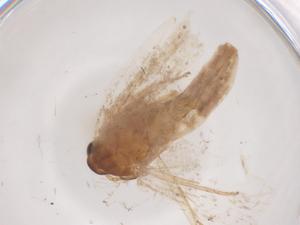  ( - CBG-B10302-E06)  @11 [ ] CreativeCommons - Attribution Share - Alike (2025) Centre for Biodiversity Genomics Centre for Biodiversity Genomics