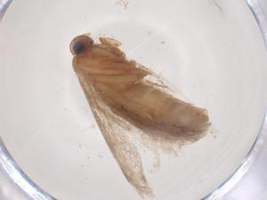  ( - CBG-B10305-F08)  @11 [ ] CreativeCommons - Attribution Share - Alike (2025) Centre for Biodiversity Genomics Centre for Biodiversity Genomics