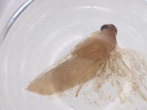  ( - CBG-B10306-D06)  @11 [ ] CreativeCommons - Attribution Share - Alike (2025) Centre for Biodiversity Genomics Centre for Biodiversity Genomics