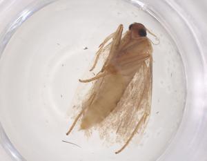  ( - CBG-B11113-A03)  @11 [ ] CreativeCommons - Attribution Share - Alike (2025) Centre for Biodiversity Genomics Centre for Biodiversity Genomics